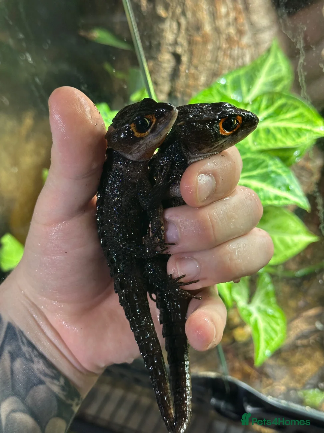 Skink reptiles for sale: Red Eyed Crocodile Skink Pair  - Advert 1