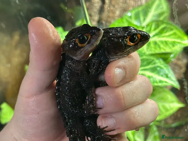 Skink reptiles Red Eyed Crocodile Skink Pair With Setup - Advert 1