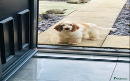 Cocker Spaniel dogs for sale: Beautiful Show Orange Roan Girl Left KC Reg  - Image 11