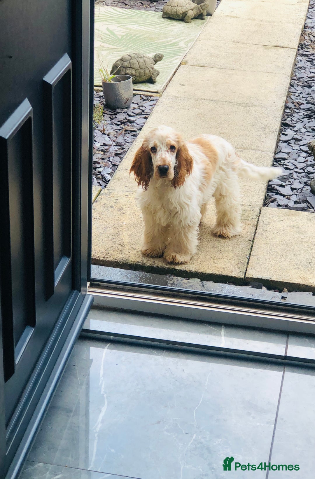 Cocker Spaniel dogs for sale: Beautiful Show Orange Roan Girl Left KC Reg  - Image 11