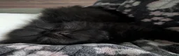 Exotic cats for sale: Beautiful exotic kittens - Advert 4