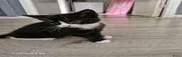 Mixed Breed cats for sale: Two beautiful moggie male kittens in Taunton - Advert 5