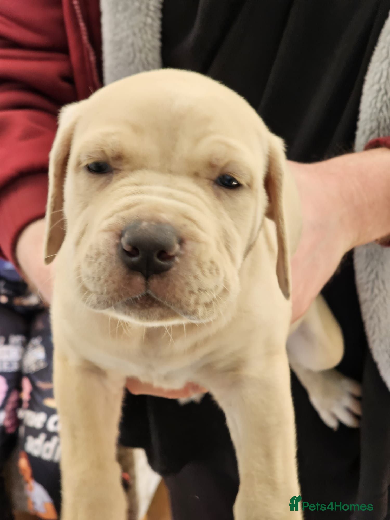 Mixed Breed dogs Bullmastiff cross cane corso - Advert 5