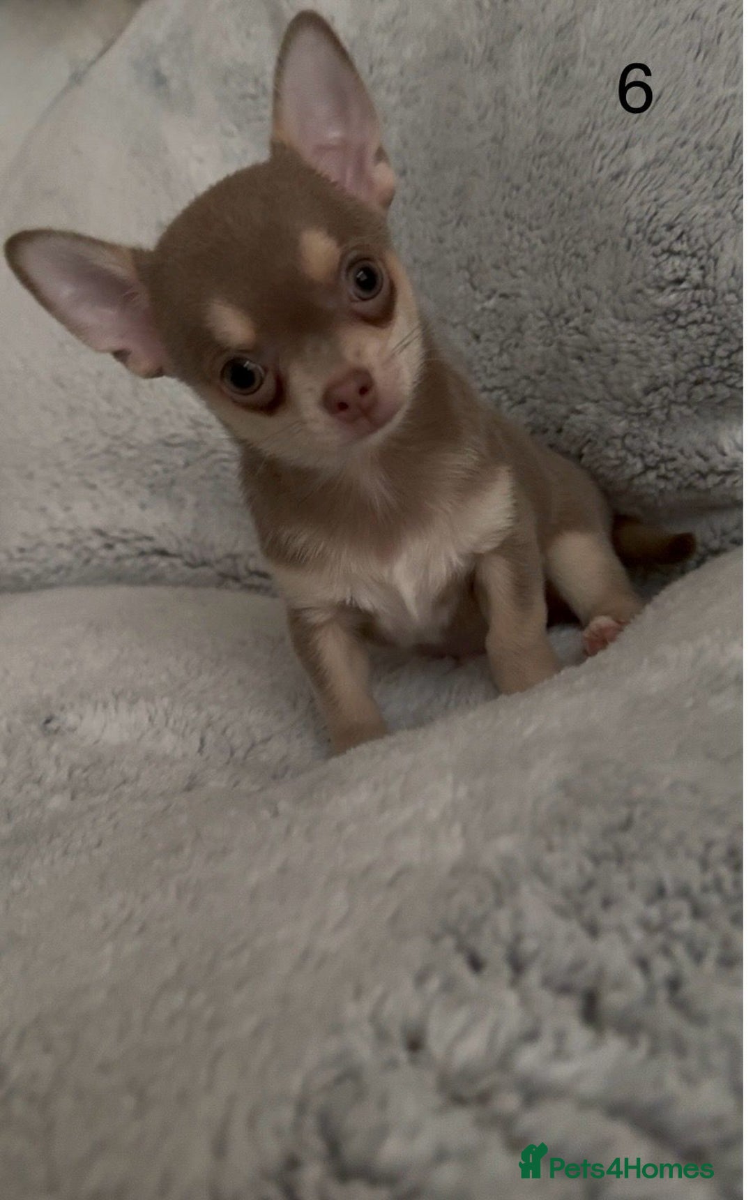 Chihuahua dogs for sale: Beautiful chihuahua pups - Image 16