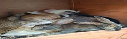English rabbits for sale: Very nice  in Boston - Advert 8