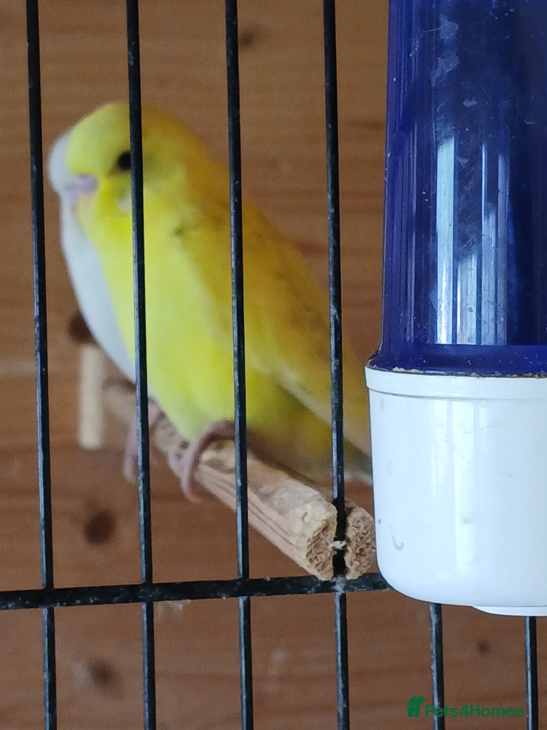 Budgerigars birds for sale: Beautiful baby budgies ready for rehoming - Image 10