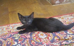 Oriental cats for sale: oriental boy - Image 6