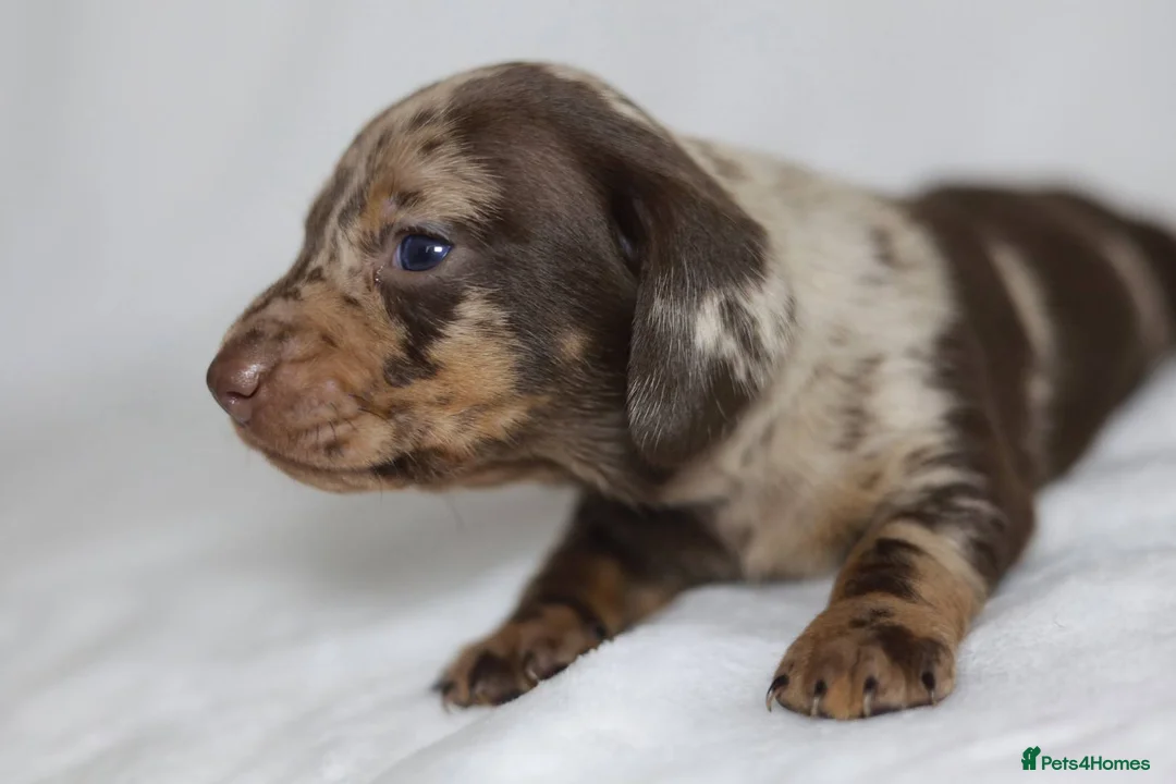 Dachshund dogs for sale: KC miniature Dachshund puppies  - Advert 10