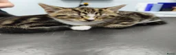 Domestic Shorthair cats for sale: TWO beautiful Tabby kittens available  - Advert 6