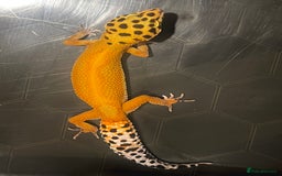 Leopard Gecko reptiles for sale: Female Leopard Gecko  - Image 2