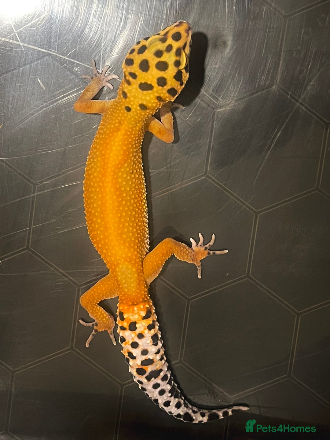 Leopard Gecko reptiles for sale: Female Leopard Gecko  - Image 2