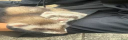 Ferret rodents for sale: ferrets to home  in Westcliff-on-Sea - Advert 4