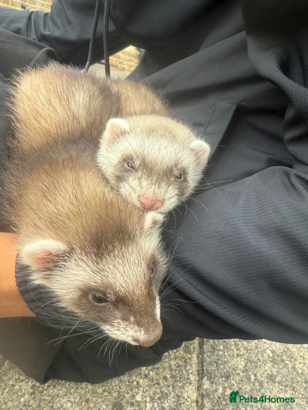 Ferret rodents for sale: ferrets to home  in Westcliff-on-Sea - Advert 4