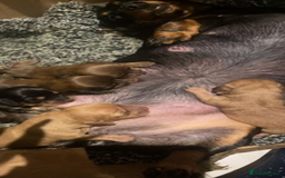 Miniature Dachshund dogs for sale: Stunning shaded cream girl  - Image 6
