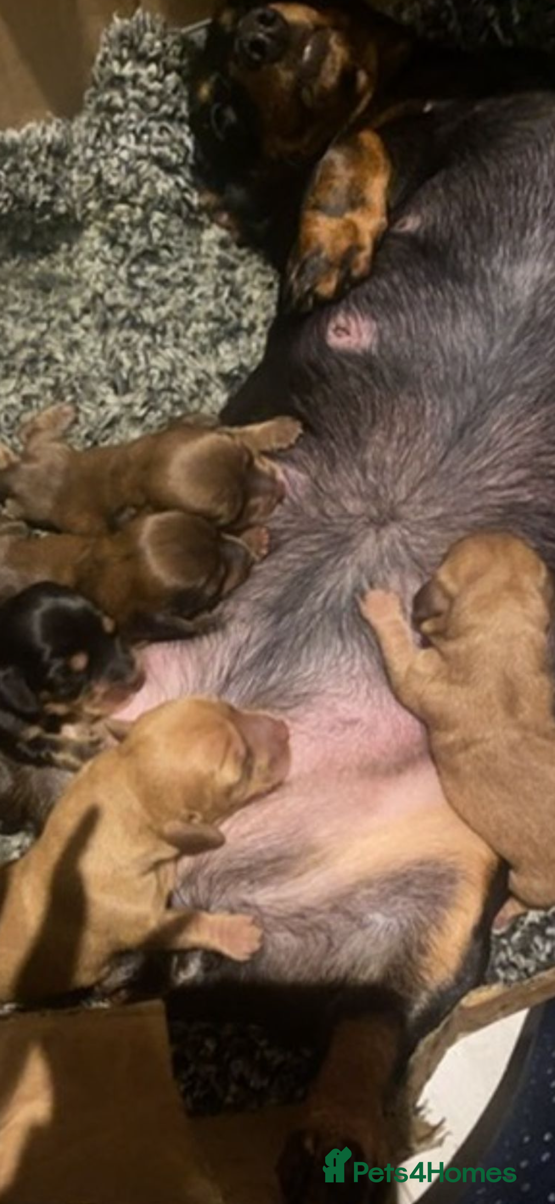 Miniature Dachshund dogs for sale: Stunning shaded cream girl  - Image 6