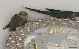 Conures birds for sale: Conures for sale with cage  - Image 3