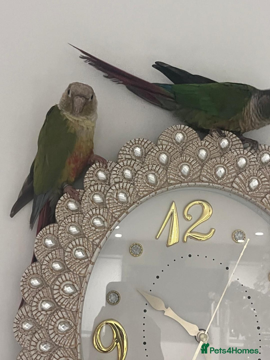 Conures birds for sale: Conures for sale with cage  - Image 3