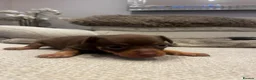 Russian Toy Terrier dogs for sale: RUSSIAN TOY TERRIERS  - Advert 10