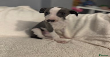 Whippet dogs - Advert 3