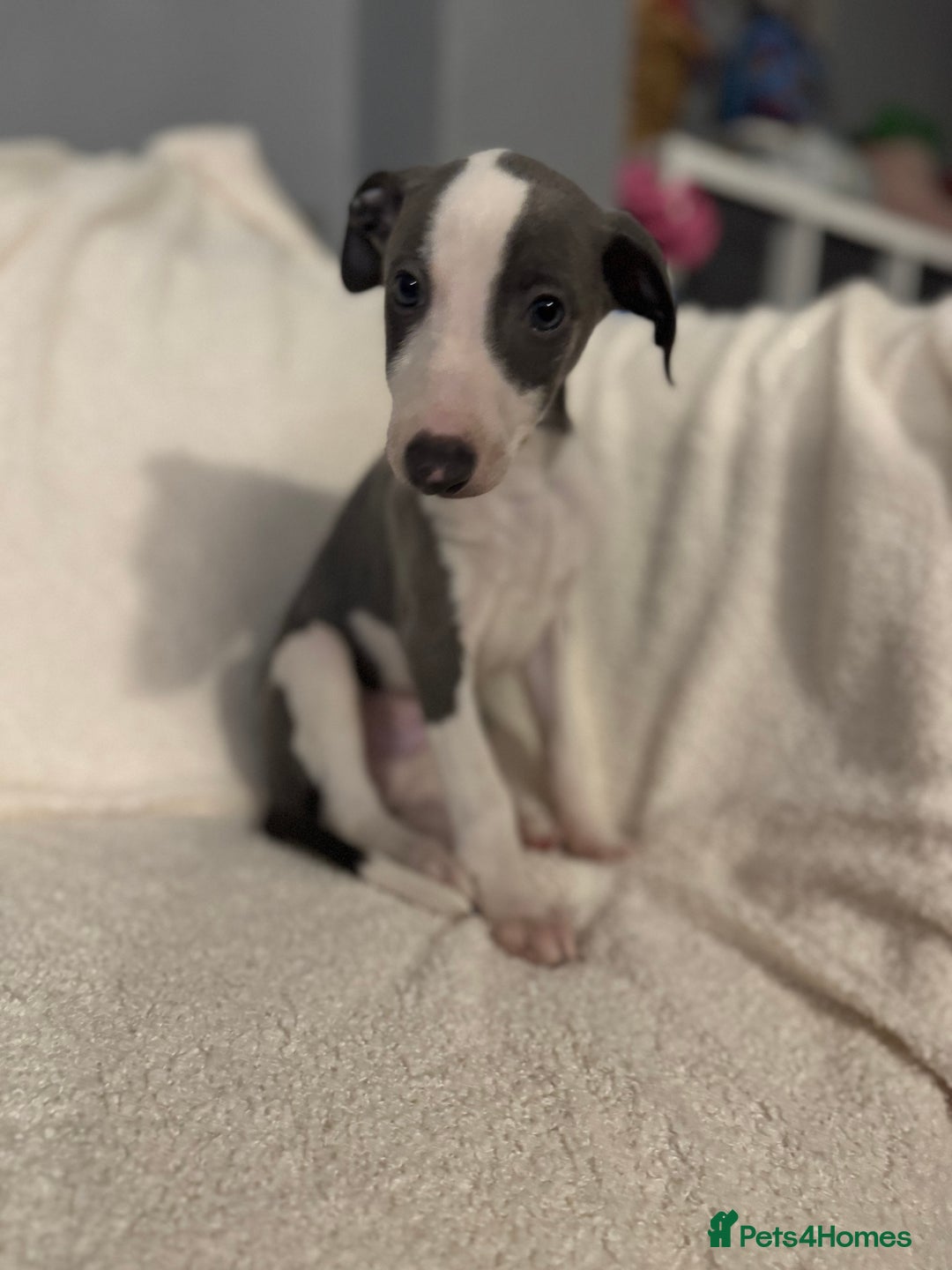 Whippet dogs for sale: Beautiful Whippet Boy 💙 - Image 3