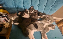 British Shorthair cats for sale: Beautiful British Short haired mixed kittens  - Image 7