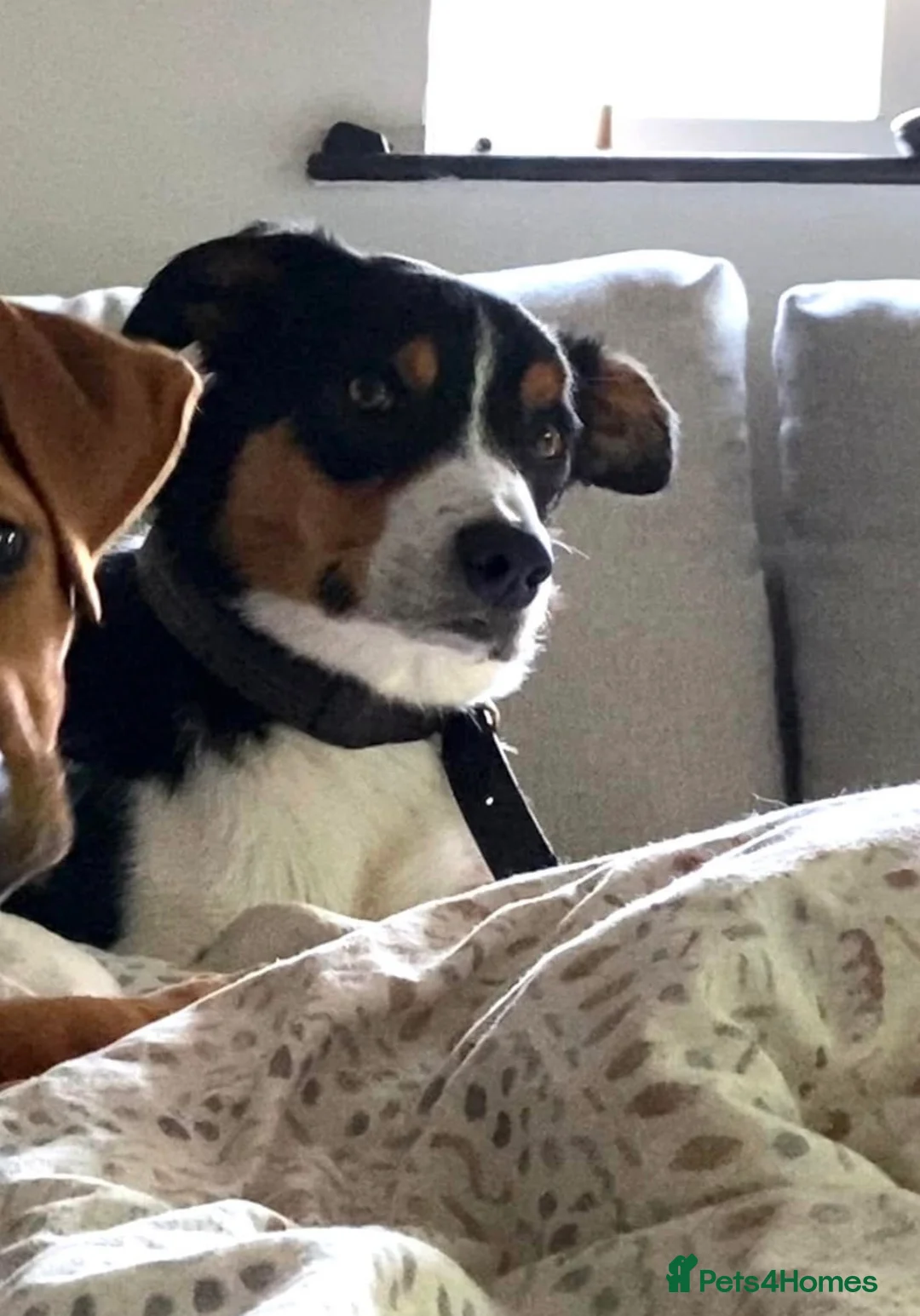 Border Collie dogs for sale: FREE Active, Loving Border Collie – 4 Years Old - Advert 8