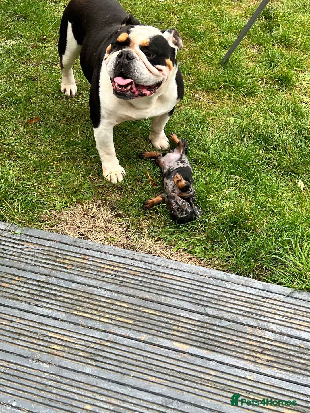 English Bulldog dogs for sale: 5 Year Old Tri Coloured English Bulldog. - Image 2