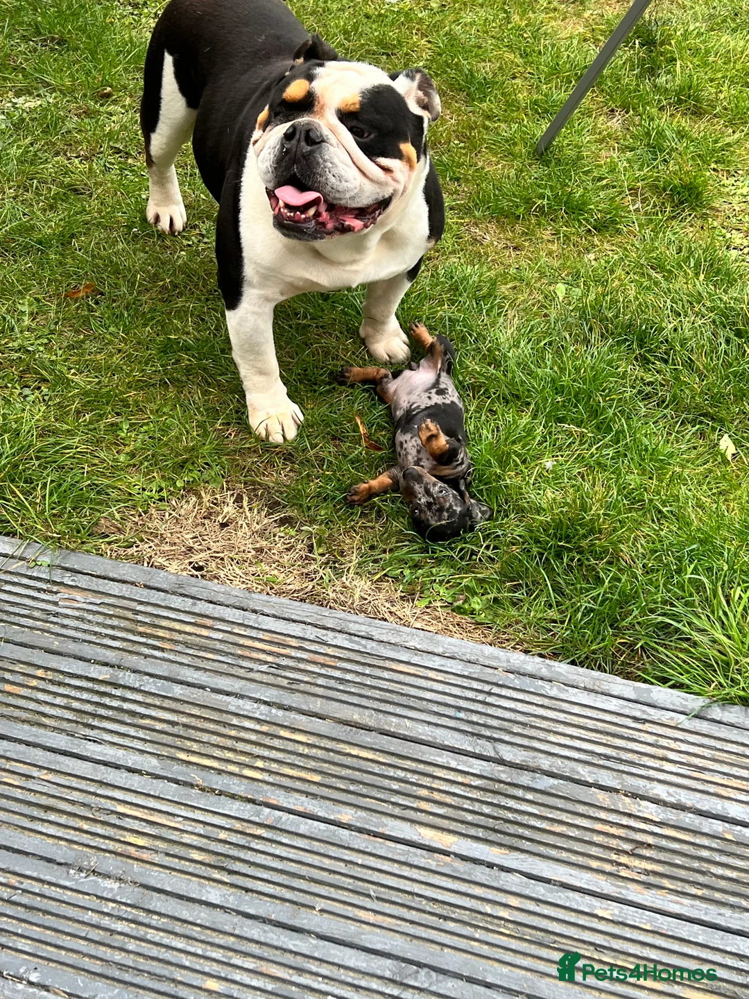 English Bulldog dogs for sale: 5 Year Old Tri Coloured English Bulldog. - Advert 2