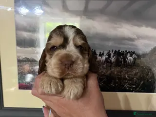 Cocker Spaniel dogs Outstanding health tested KC show cocker puppies - Advert 2