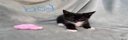 Mixed Breed cats for sale: 3 kittens looking for loving homes  - Advert 16