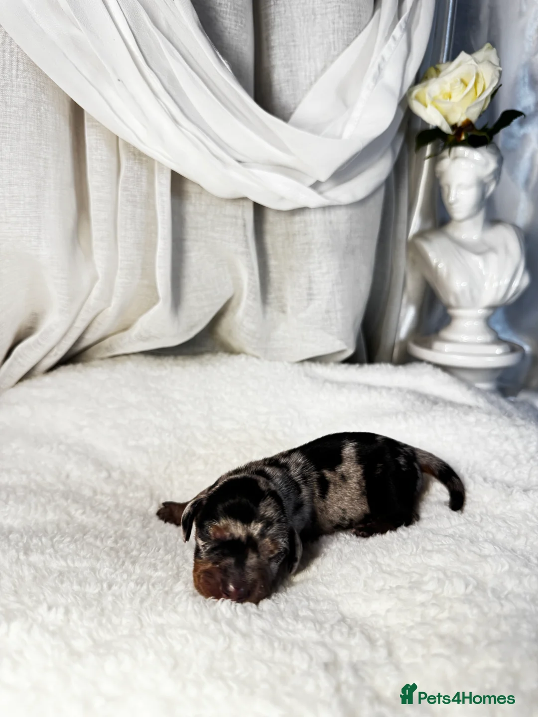 Miniature Dachshund dogs for sale: MINI DACHSHUND PUPPIES💕 KC REGISTERED/PRA CLEAR  - Advert 15