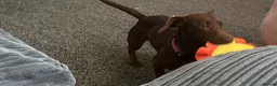 Mixed Breed dogs for sale: Rehome in Saint Helens - Advert 2