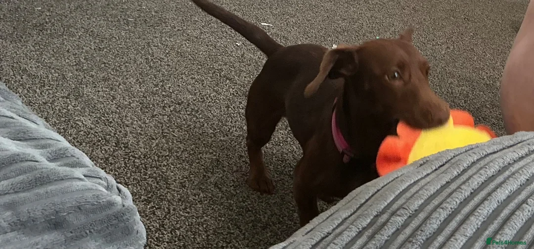 Mixed Breed dogs for sale: Rehome in Saint Helens - Advert 2