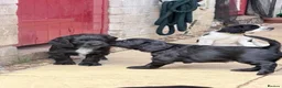 Cocker Spaniel dogs for sale: Working cocker spaniels - Advert 8