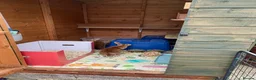 Rex rabbits for sale: Two Gorgeous Rex Doe’s for sale - Advert 3