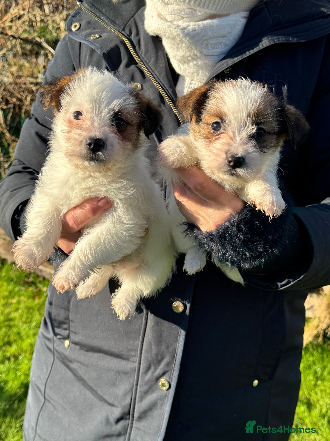 Jack Russell dogs for sale: KC registered rough coated JR pups - Advert 5