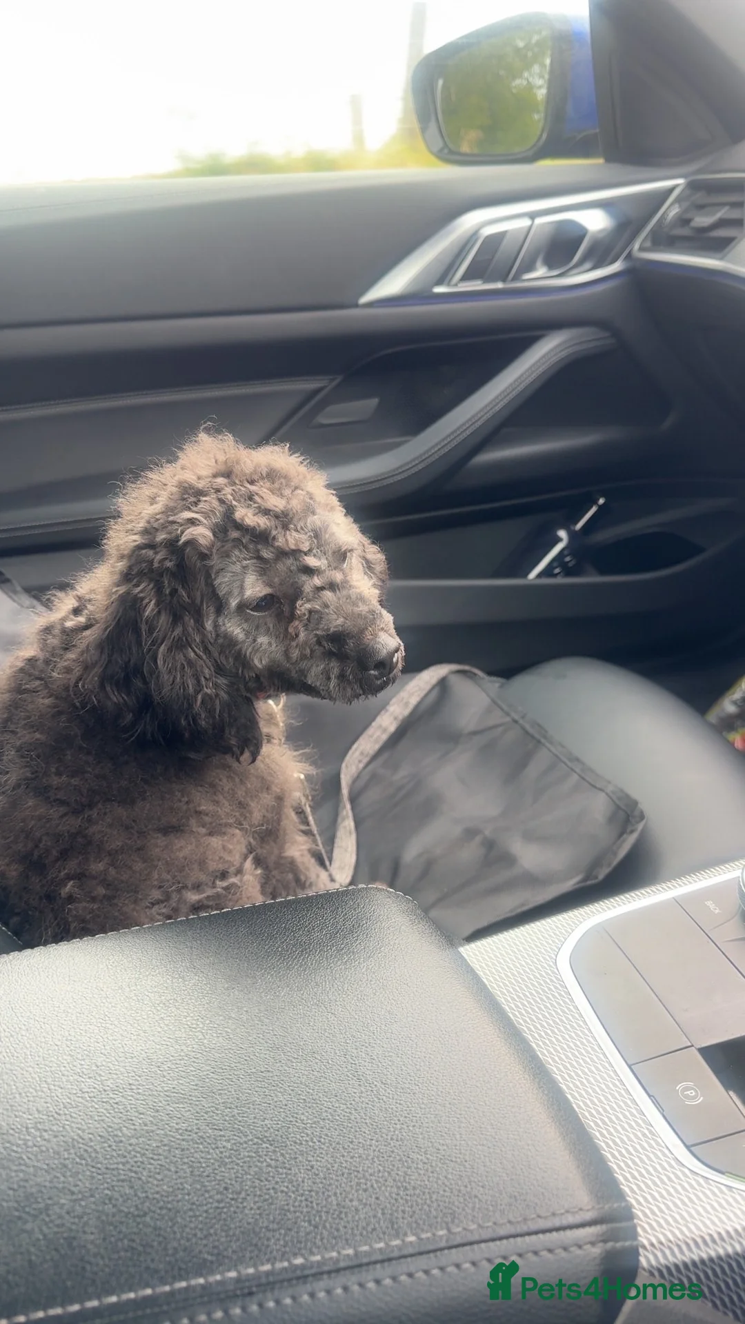 Mixed Breed dogs for sale: Pomeranian x Cavachon Puppies  in Strathaven - Advert 1