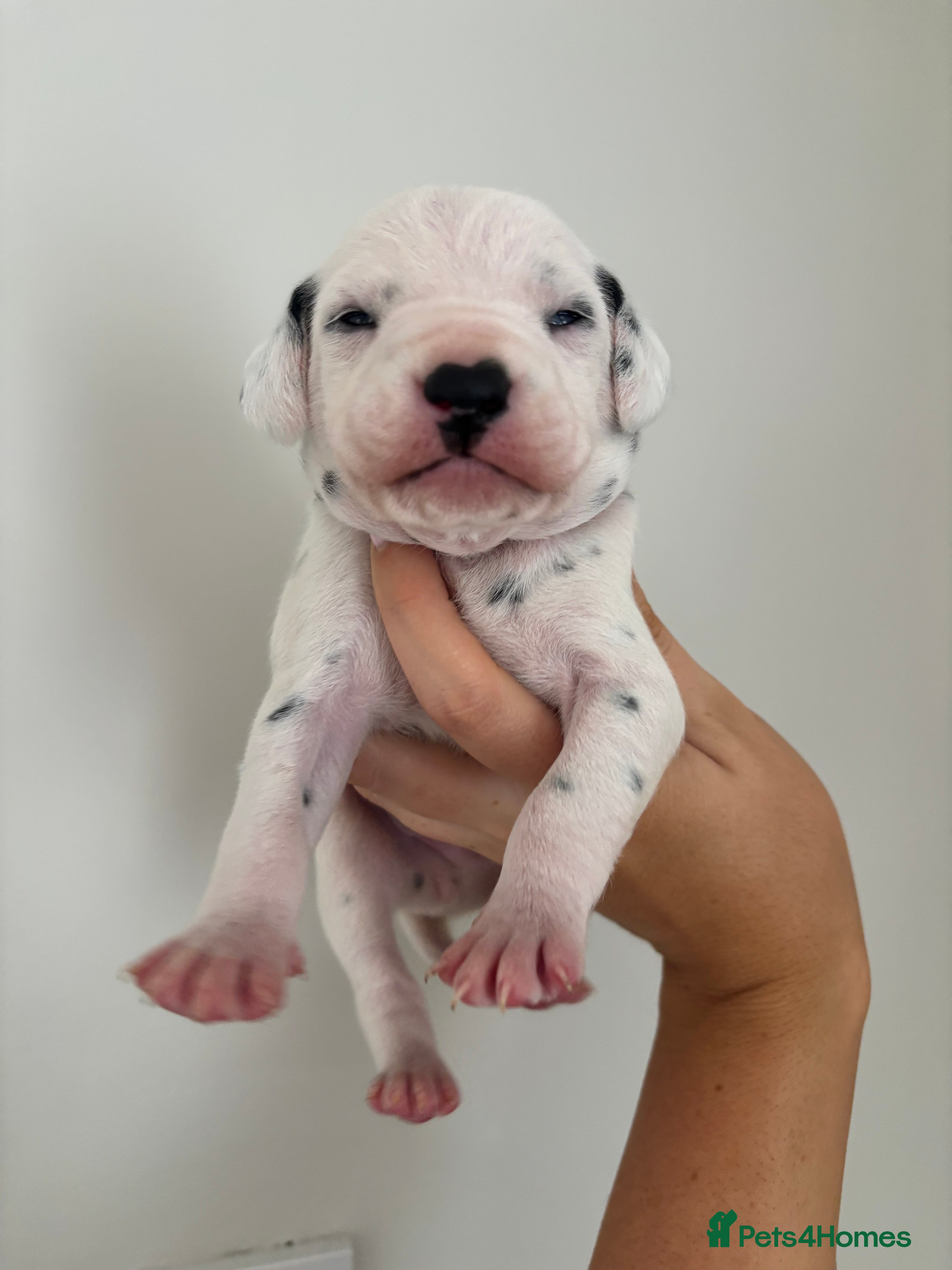 Dalmatian dogs KEEKEEDALS. Est 14yrs.  - Advert 2