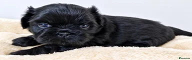 Shih Tzu 1