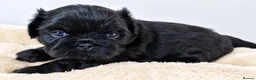 Shih Tzu dogs for sale: Beautiful Shih Tzu Puppies – 2 Girls & 3 Boys in London - Advert 2