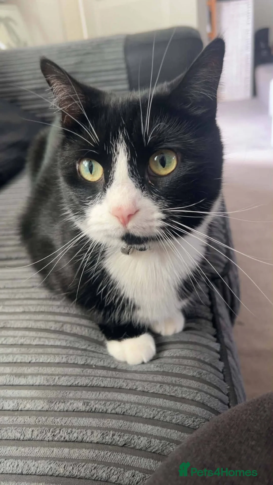 Mixed Breed cats for adoption: Trixie for adoption in Waterlooville - Advert 4