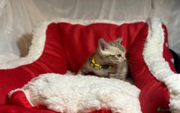 Bengal cats for sale: Bonnies Bengals  - Advert 31