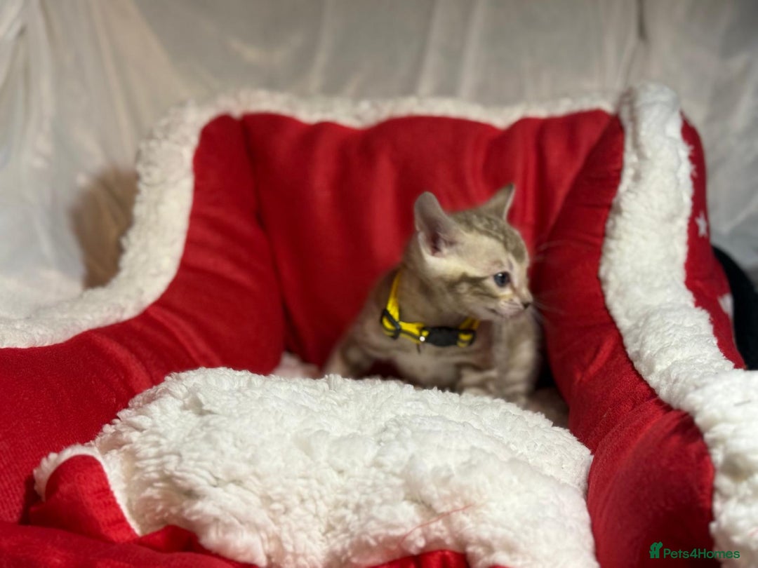 Bengal cats for sale: Bonnies Bengals  - Advert 31