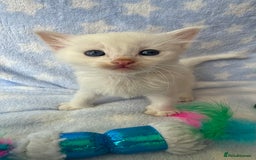 Ragdoll cats for sale: Stunning Ragdoll kittens super affectionate  - Image 4
