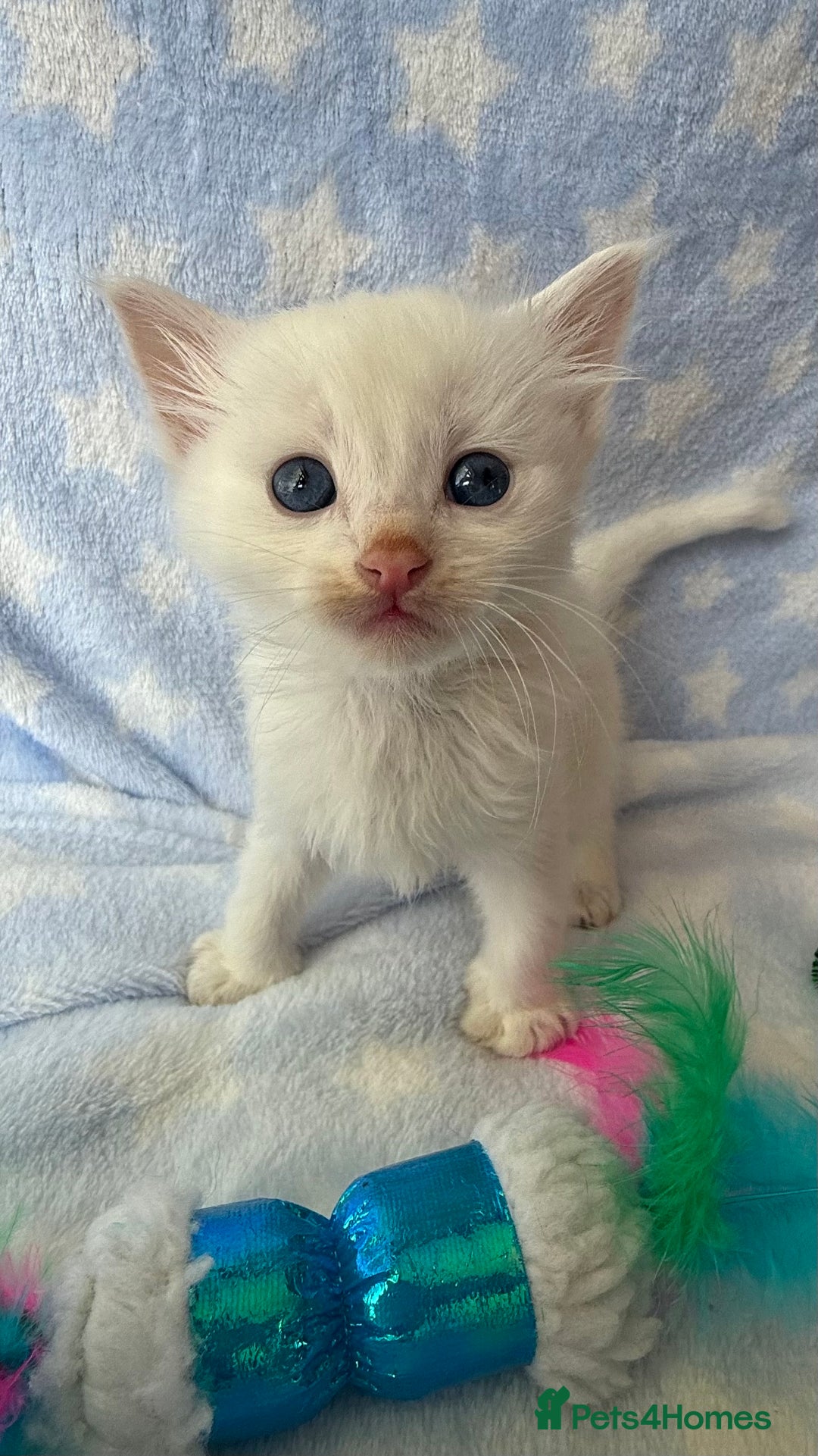Ragdoll cats for sale: Stunning Ragdoll kittens super affectionate  - Image 4