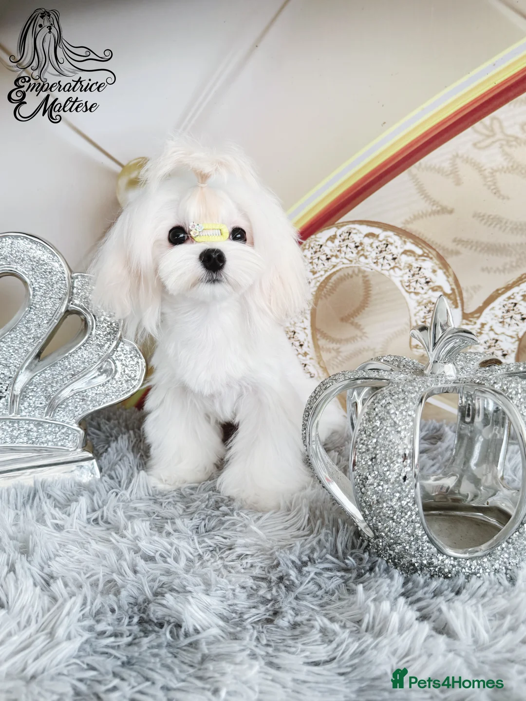 Maltese dogs for sale: Emperatrice Maltese-Korean Line Show Maltese KC Re - Advert 15