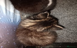 Mixed Breed cats for sale: 2 kittens for sale - Image 4