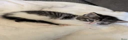Mixed Breed cats for sale: Beautiful kittens 2 male 3 girls - Advert 3