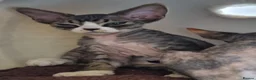 Devon Rex cats for sale: Devon Rex Kittens-Ready for Their Forever Homes! - Advert 11