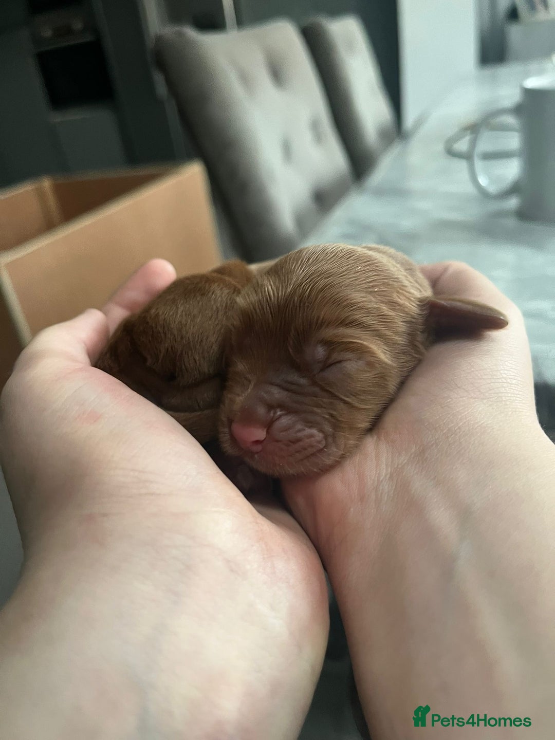 Cockapoo dogs for sale: F1b cockapoo puppies 3 boys 2 girls  - Image 6